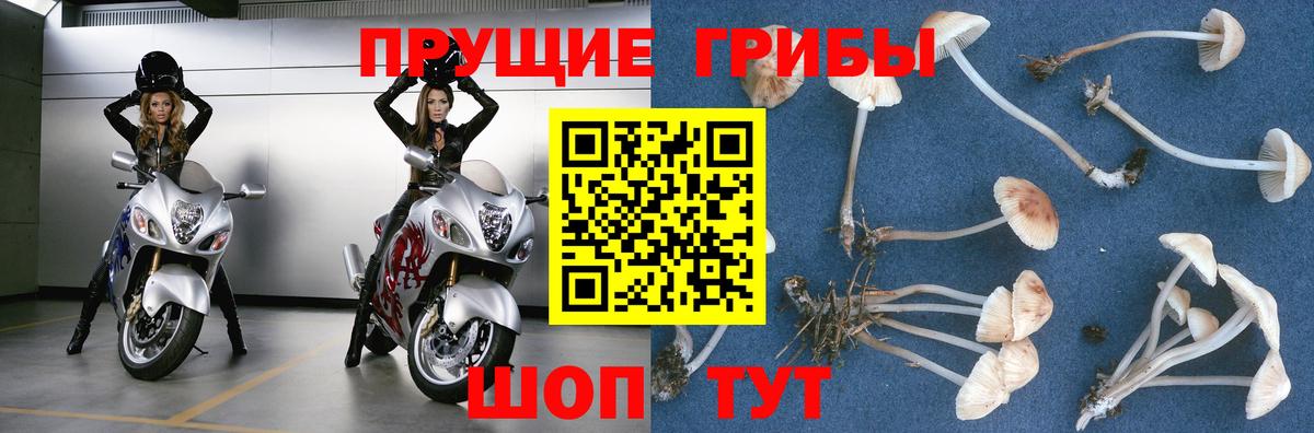 Псилоцибиновые грибы GOLDEN TEACHER Тайшет