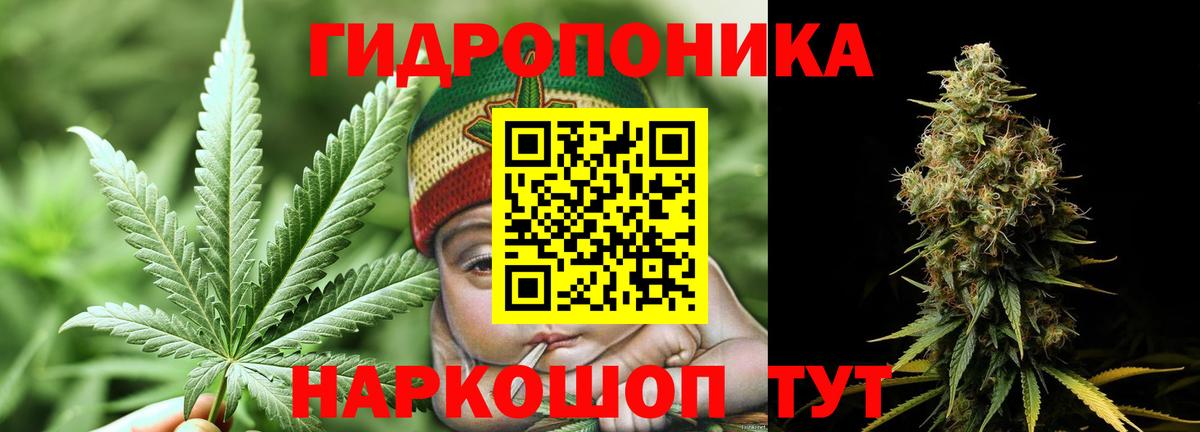 Каннабис Bruce Banner  Вход с VPN  Бошки марихуана сатива  Канабис план  Конопля SATIVA & INDICA  Тайшет 